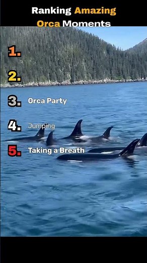 Ranking These orca moments that are insane #wildlife #orca #trending