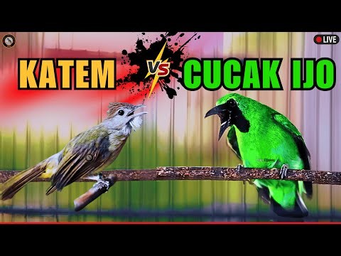 MASTERAN TERBAIK TEMBAKAN CEPAT MASUK‼️CUCAK IJO - KAPAS TEMBAK - CUCAK CUNGKOK SEMUA BURUNG KICAU