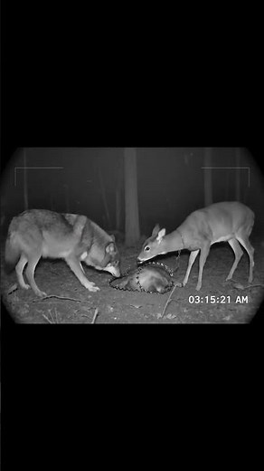 A Wolf Witnesses a Heartbreaking Scene | Emotional Wildlife Moment #wolf