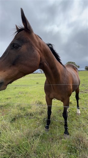 Little Oak Sanctuary on Reels