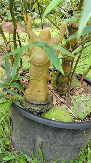 What is Buddha's belly bamboo and its philosophy #garden #bamboo #buddha #Buddhism