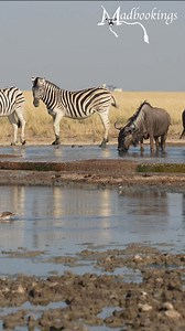 Wildebeest claim core, Zebra's the edge of Etosha's waterhole. #namibia #wildebeest #zebra #etosha #namibiatravel #namibiatourism #visitnamibia #travelnamibia #safari #wildlife #desert #travelphotography | Nwrnamibia