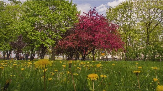 Grow with KARE: Disease-resistant crabapple varieties