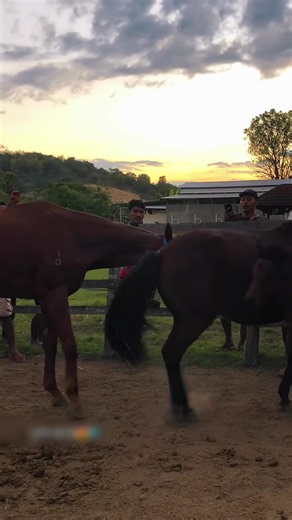 How a Champion Horse Is Bred: Key Steps for Success