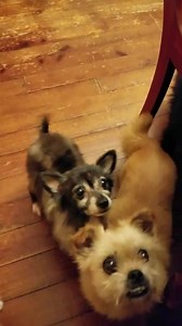 Little Mason is just the coolest boy ever! He is a 6 pound senior that found himself in a kill shelter after his owner passed away. He was matted with fleas and blood from itching.... now he is fresh and clean! The good doc prescribed antibiotics for his skin and does feel he is a senior. This guy is a pom mix, but as you can see his age is unknown to him. He will be neutered and have a dental before he is ready for a forever home. | Pawsitively Pom Rescue