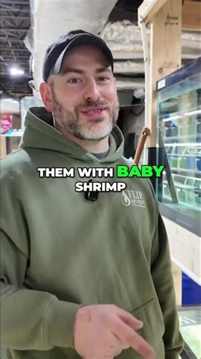 Colorful Fish | Blue Paradise Gourami