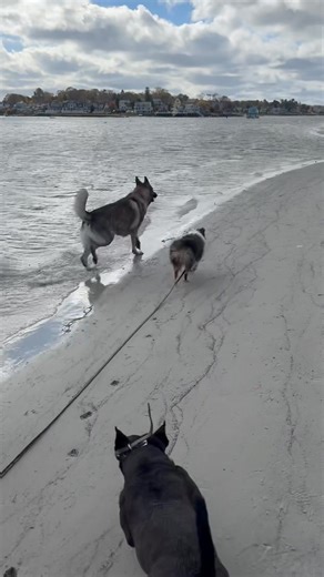 Excuse my adult language. We’re still here having fun! | The Fidgety Dog Co.