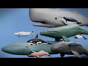 Whales size comparison with Lego minifigures (2020!!)