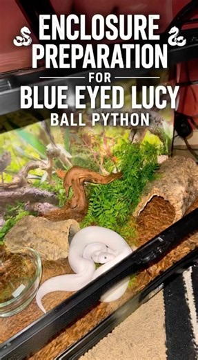Habit Preparation for Blue Eyed Lucy Ball Python👻