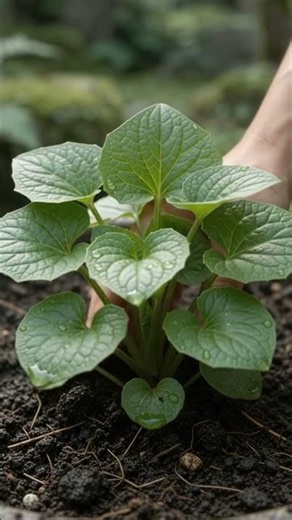 See How Wasabi Grows Underground 🌿 #nature #plants #timelapse