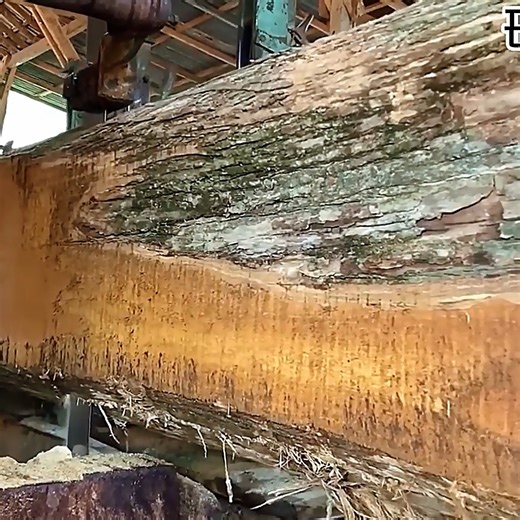 340K views · 2.3K reactions | A huge 50-year-old teak tree is carefully sawn at the sawmill. The rich grain and solid core reveal the true value of this precious wood, perfect for high-end furniture and construction. Watch the full process of turning this giant log into usable timber. | Herox7 | Facebook
