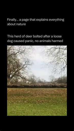 Nature Animals Plants Geography on Instagram: "Follow @explainingthewild for the best nature, animal, planet, and geography content 🧠⚙️ This explosive dash is a textbook example of the ungulate flight response. When a dog—a natural “cursorial predator”—enters their space, it triggers the deer’s sympathetic nervous system. In milliseconds, their bodies are flooded with adrenaline, diverting blood flow from the digestive system to the large muscle groups in their hindquarters. This allows for “ex