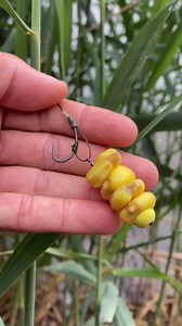 Fishing like a pro: Ultimate carp rig setup for big catches