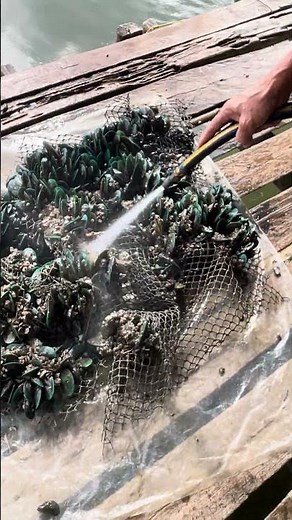 Fish Farm Life: Insane Feeding Frenzy! #shorts