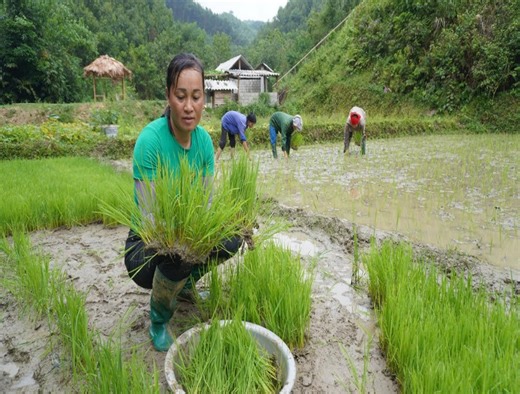 Using buffalo to plow the fields and grow wet rice - Green forest life, free bushcraft | LifeStyle Skill