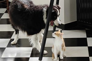 Comment protéger son chien ou chat contre les puces et les tiques au retour des beaux jours ?