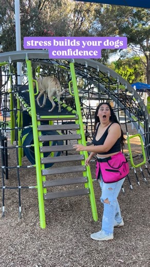 Ashley & Kiana | This isn’t “just climbing on stuff”, this is confidence building! In this clip, we’re working poppy through a new, unfamiliar obstacle... | Instagram