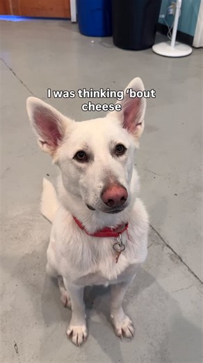 Street Dog Hero | How could you not? 🧀 Please say hello to the most handsome cheese master in all the land, Loki 🧡 Loki came to us from Oklahoma a few... | Instagram
