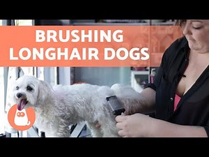 How to BRUSH a LONG HAIRED DOG? 🐶 Steps to Follow