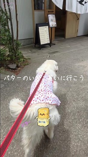 バターのいとこ 買いに行こう🧈#ゴールデンレトリバー #dog #shorts #犬 #dogs #バターのいとこ #那須お土産 #那須犬 #買いに行こう