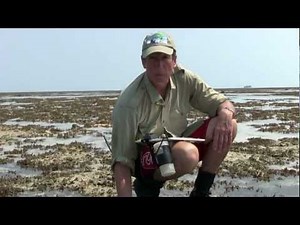 Tides & Islands -- Day 11 -- Baler Shell