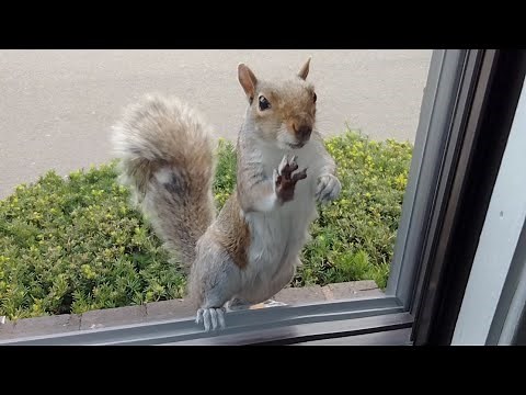 Smoothie the squirrel knocks on my window to let me know is time for dinner