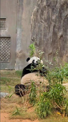 🐼 Panda’s Lunch Time! Watch This Adorable Giant Panda Eat Bamboo #Shorts