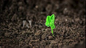 Time lapse footage of a pea seedling growing out of the fertile dark soil into a small plant