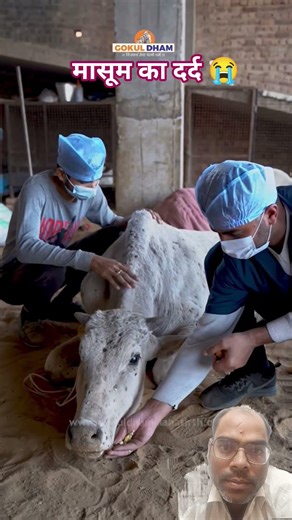घायल गौमाता की सेवा 🚩 #trending #gaumata #gauseva #cutebaby #shiva #shorts #trendingnow #viralposts