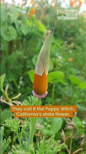 The Mystery of the Poppy Witch (California State Flower)
