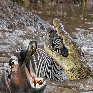 Angry hippo attacks crocodile Save zebra 👉 Join our group to see more videos and photos ❤ Animals Life | Animals Kingdom