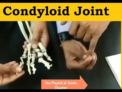 Condyloid Joint | Condyloid Joint Example | Ellipsoidal Joint Motion and Movement | Human Skeleton