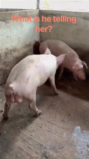 Male and Female Pig About To Mate