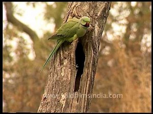 Rose-ringed Parakeet - a gregarious tropical Afro-Asian parakeet species