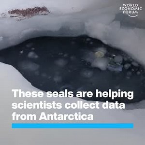 56K views · 424 reactions | Penguins could be next. Read more about...