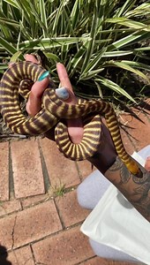 How beautiful is this Sandfire locale, Woma Python? She’s ready to join her other woma friends in their brand new enclosure we just built! 🥰 | Snake City WA