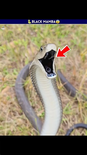 🐍Black mamba😨