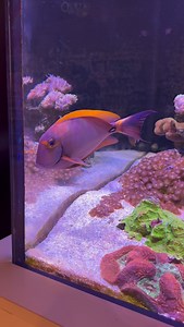 The gentle giant of our display tank, acanthurus dussumieri, is a favorite amongst our staff and is always begging for food! #livingreeforlando #saltwateraquarium #localfishstore | Living Reef Orlando