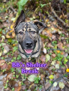 🐶 “BB” as we call Big Bertha is one of our more resilient dogs. She was a hoot to have on shelter break! Great in the car, enthusiastic about everything, always playful and connected to her humans. 🐕🐈👧 She would prefer to be your only dog for now but we have a lot of belief in her ability to progress. Kids and cats are an unknown. 👑 BB is full of personality, intelligence and affection. She loves holding hands and connecting with her humans. 🤝 She is making progress in shelter (this is a b