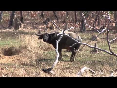 Jagd in Australien mit Tropical Hunting Safaris