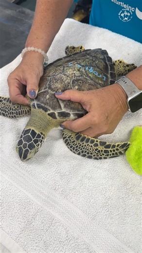 From 2.6 lbs to 3.8 lbs, Iroquois is making great progress since arriving in July! This patient is about the size of our Sea Turtle Backpack - available in our gift shop, with every purchase helping patients like Iroquois thrive. 🐢🩵 P.S. According to Iroquois, this backpack would be an absolute must-have!🎒✨ Purchase yours today: https://bit.ly/4mW6rBv | Sea Turtle, Inc