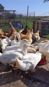 Pekin Ducks Start the Day