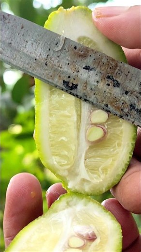 Satisfying Fresh Lemon Cutting 🍋 | Perfect Slice & Refreshing Citrus Moments