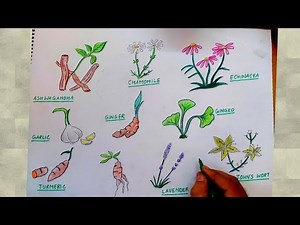 how to draw medicinal plants I medicinal plants drawing easy with names I 5 medicinal plants drawing