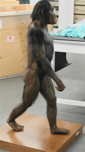 How fast could this ancient human ancestor run? 🦴🏃🏾‍♂️ Karl Bates at the University of Liverpool in the UK and his colleagues have, for the first time, attempted to determine how fast Lucy’s species, Australopithecus afarensis, could run by creating a 3D digital robot of the ancient hominin. It turns out she would have been no match for modern humans in a running race... Tap the link to learn more https://www.newscientist.com/article/2461156-ancient-hominin-lucy-was-a-lousy-runner-simulations