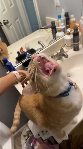 This cat is too funny! 😂😹One of the cutest and craziest cat moments you’ll see today