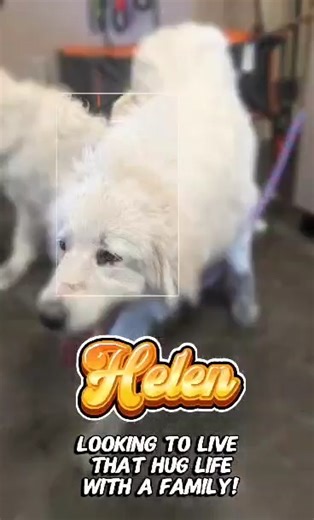 ✨🐾 Meet Helen – The Hug Life Queen! 🐾✨ Helen is a 1-year-old Great Pyrenees/Lab mix who brings 60 lbs of fluffy charm everywhere she goes. With her confident personality and that big, happy smile, Helen is impossible to ignore. 💛 Helen’s Favorite Things: 🤗 Big ol’ bear hugs (her specialty!) 🐶 Hanging with other dogs 🌞 Yard time & sunshine 👑 Being your independent, sassy sidekick Helen isn’t a fan of young kiddos, but she does great with humans 9 and would thrive in a home that respects he