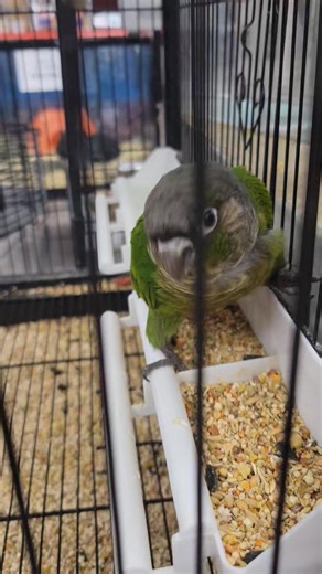 Meet Rio! 🦜💚 Rio is a 12-week-old, hand-fed Green Cheek Conure, and he is an absolute joy. He’s been lovingly hand-fed here and has bonded wonderfully with people—he truly loves attention and interaction. Rio is incredibly friendly and is even beginning to talk! Green Cheek Conures are intelligent, affectionate birds that can live a long time and do require commitment and care. We always encourage doing thorough research before welcoming one into your home. For those who are prepared, they mak