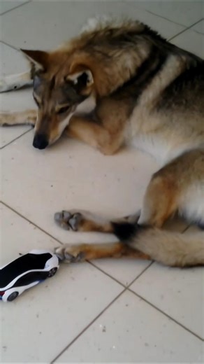 Dog Gets Mad at Remote Control Car 😡 Funny Reaction