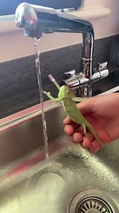 Chameleon: "Why can't I grab onto this transparent tree?" #pet #chameleon #cute #friends #love #clever #animals #happylife #havefun #interesting #enjoy #share Credit to 93426683131 on Douyin. | Young China